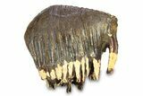 Woolly Mammoth Upper M Molar - North Sea Deposits #295868-5